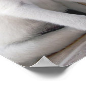 Cute White Puppy Poster (Hoek)