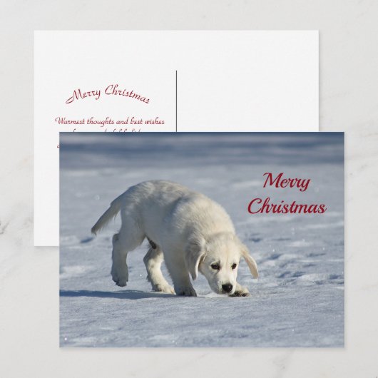 Cute White Puppy Snow-kerstfoto Briefkaart (Voorkant / Achterkant)