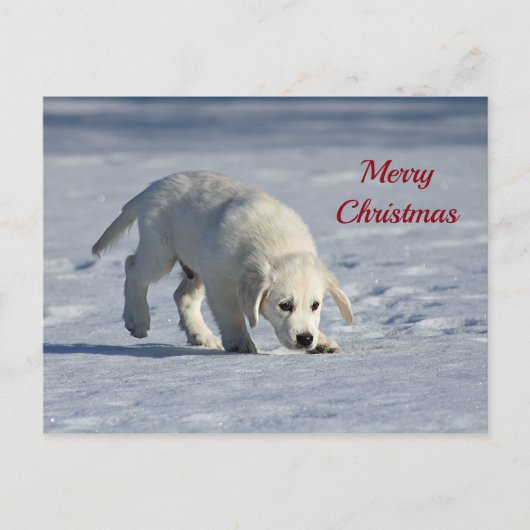Cute White Puppy Snow-kerstfoto Briefkaart (Voorkant)