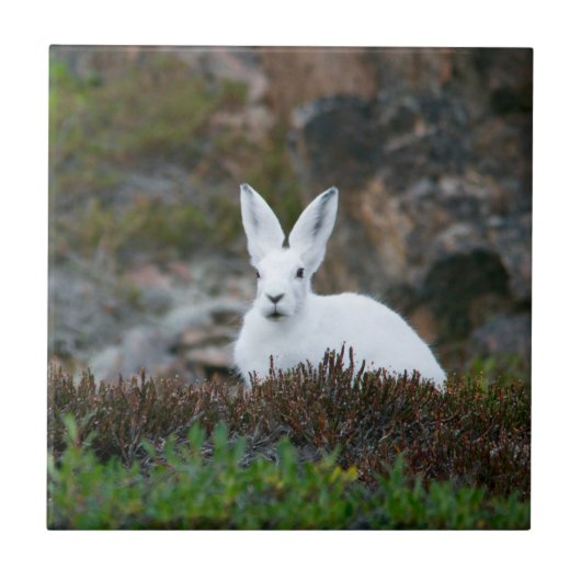 Cute White Rabbit Tegeltje (Voorkant)