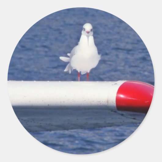 Cute White Seagull - Sticker (Voorkant)