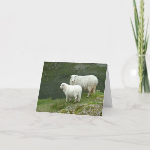 Cute White Sheep, North Wales, UK Kaart