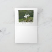 Cute White Sheep, North Wales, UK Kaart (Binnen)