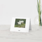 Cute White Sheep, North Wales, UK Kaart (Achterkant)