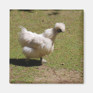 Cute White Silky Bantam Chicken Walk Magneet