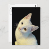 Cute White Turkey Van Kitten Briefkaart (Voorkant / Achterkant)