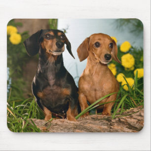 Cute Wiener Hondenliefhebbers Doxin Puppy Dachshun Muismat