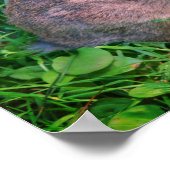 Cute Wild Brown Rabbit Wildlife Poster (Hoek)