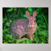 Cute Wild Brown Rabbit Wildlife Poster (Voorkant)