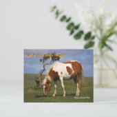 Cute Wild Pony in het Nationaal Park Dartmoor Briefkaart (Staand voorkant)