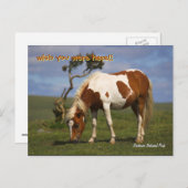 Cute Wild Pony in het Nationaal Park Dartmoor Briefkaart (Voorkant / Achterkant)