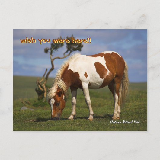 Cute Wild Pony in het Nationaal Park Dartmoor Briefkaart (Voorkant)
