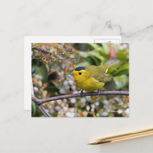 Cute Wilson's Warbler Songbird op de Grapevine Briefkaart