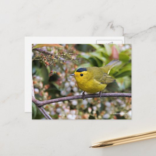 Cute Wilson's Warbler Songbird op de Grapevine Briefkaart (Voorkant / Achterkant in situ)