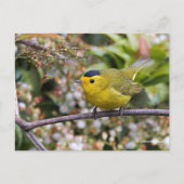 Cute Wilson's Warbler Songbird op de Grapevine Briefkaart (Voorkant)