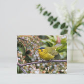 Cute Wilson's Warbler Songbird op de Grapevine Briefkaart (Staand voorkant)