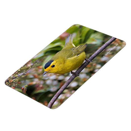 Cute Wilson's Warbler Songbird op de Grapevine Magneet (Linkerzijde)
