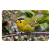 Cute Wilson's Warbler Songbird op de Grapevine Magneet (Horizontaal)
