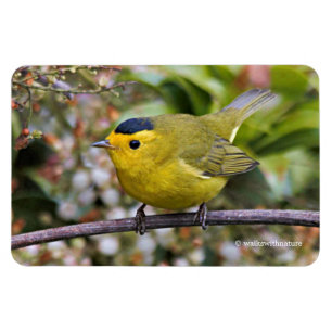 Cute Wilson's Warbler Songbird op de Grapevine Magneet