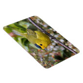 Cute Wilson's Warbler Songbird op de Grapevine Magneet (Rechterzijde)