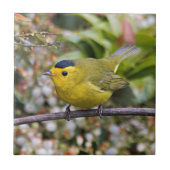 Cute Wilson's Warbler Songbird op de Grapevine Tegeltje (Voorkant)
