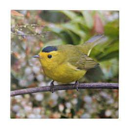Cute Wilson's Warbler Songbird op de Grapevine Tegeltje
