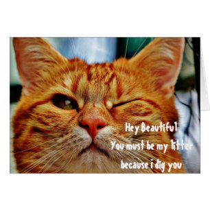 Cute Winking Cat Love Flirting Pick Up Line Funny