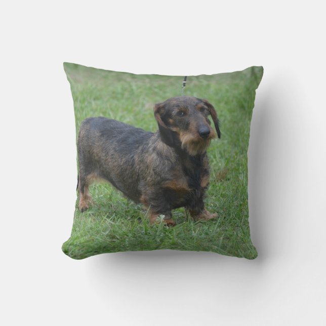 Cute Wire Haire Dachshund Kussen (Voorkant)