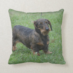 Cute Wire Haire Dachshund Kussen