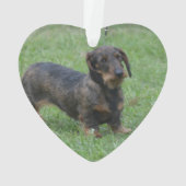Cute Wire Haire Dachshund Ornament (achterkant)