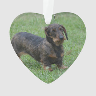 Cute Wire Haire Dachshund Ornament