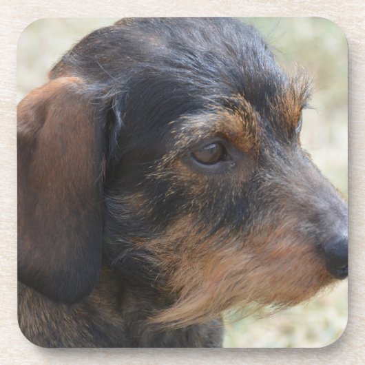 Cute Wire Haire Dashchund Onderzetter (Voorkant)