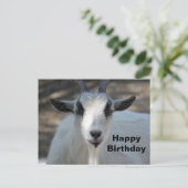 Cute Witte Geit Portret Foto Verjaardag Briefkaart (Staand voorkant)