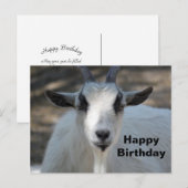 Cute Witte Geit Portret Foto Verjaardag Briefkaart (Voorkant / Achterkant)