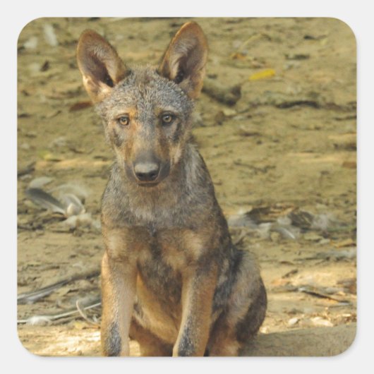 Cute Wolf Cub Vierkante Sticker (Voorkant)