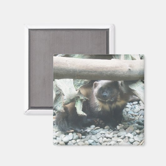 Cute Wolverine Magneet (Voorkant / Achterkant)