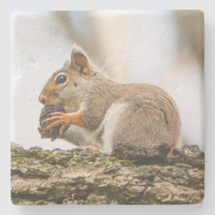 Cute Woodland Squirrel Natuur Stenen Onderzetter