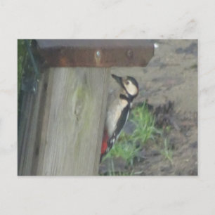 Cute Woodpecker op Nest Box DIY Briefkaart