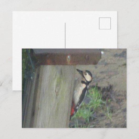 Cute Woodpecker op Nest Box DIY Briefkaart (Voorkant / Achterkant)