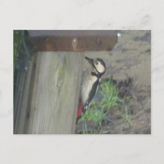 Cute Woodpecker op Nest Box DIY Briefkaart (Voorkant)