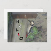 Cute Woodpecker op Nest Box HALLO Briefkaart (Voorkant / Achterkant)