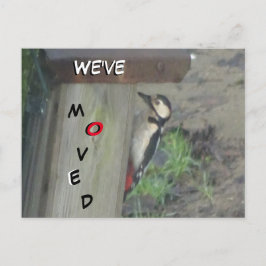 Cute Woodpecker op Nest Box We hebben Briefkaart v