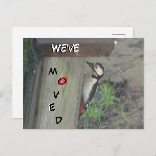 Cute Woodpecker op Nest Box We hebben Briefkaart v (Voorkant / Achterkant)