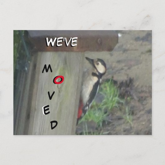 Cute Woodpecker op Nest Box We hebben Briefkaart v (Voorkant)