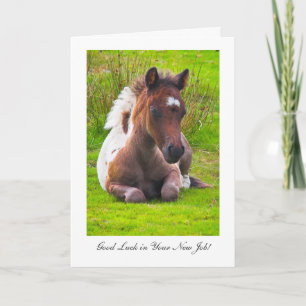 Cute Yearling Foal - Goed geleend in je nieuwe baa Kaart