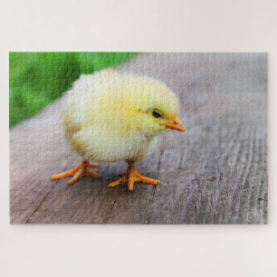 Cute yellow chick legpuzzel