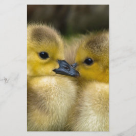 Cute Yellow Fluffy Ducklings, Baby Eenden Briefpapier