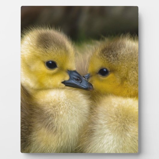 Cute Yellow Fluffy Ducklings, Baby Eenden Fotoplaat (Voorkant)
