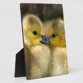 Cute Yellow Fluffy Ducklings, Baby Eenden Fotoplaat (Zijkant)