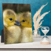 Cute Yellow Fluffy Ducklings, Baby Eenden Fotoplaat (Zijkant)
